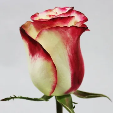 Роза Свитнес (Sweetness)
