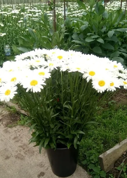 Садовая ромашка
