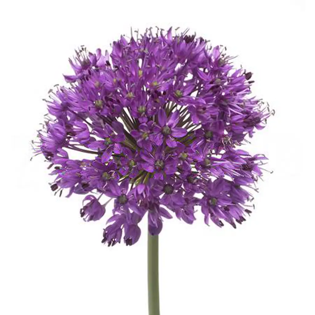 Аллиум перпл сенсейшен
