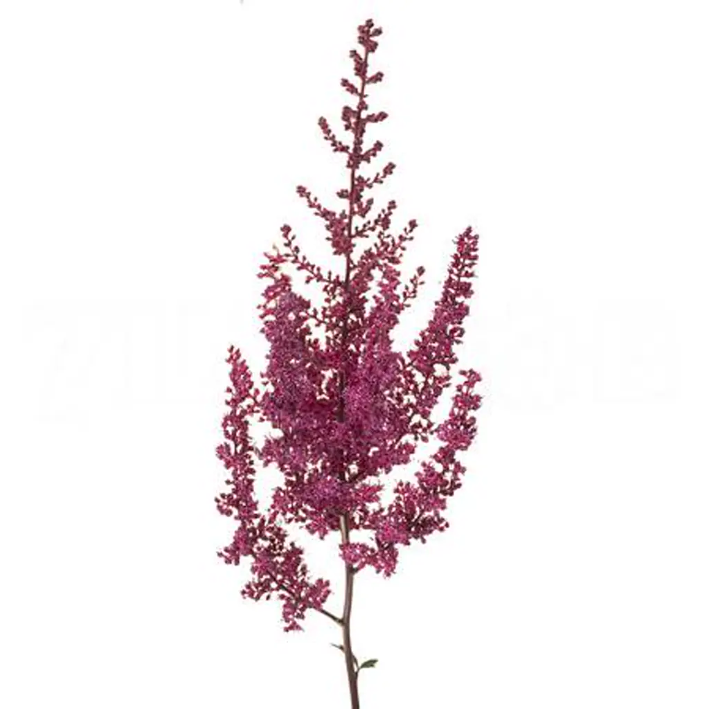 Астильба паул гаардер