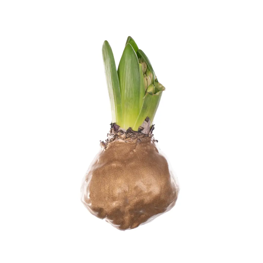 Декор луковица гиацинта золотая