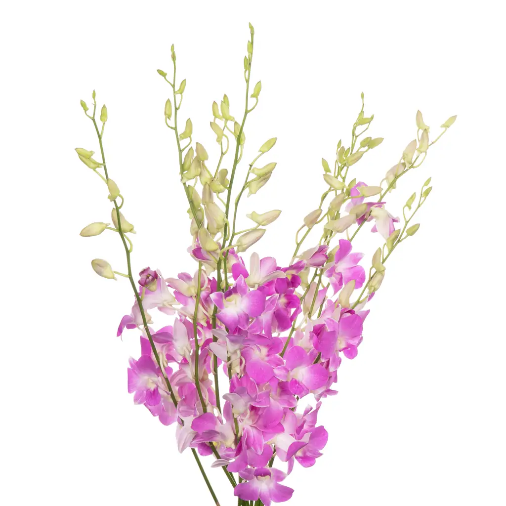 Дендробиум сакура