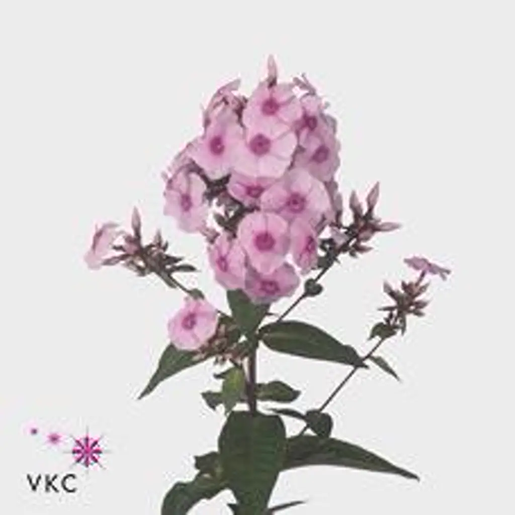 Флокс бриллиант ай