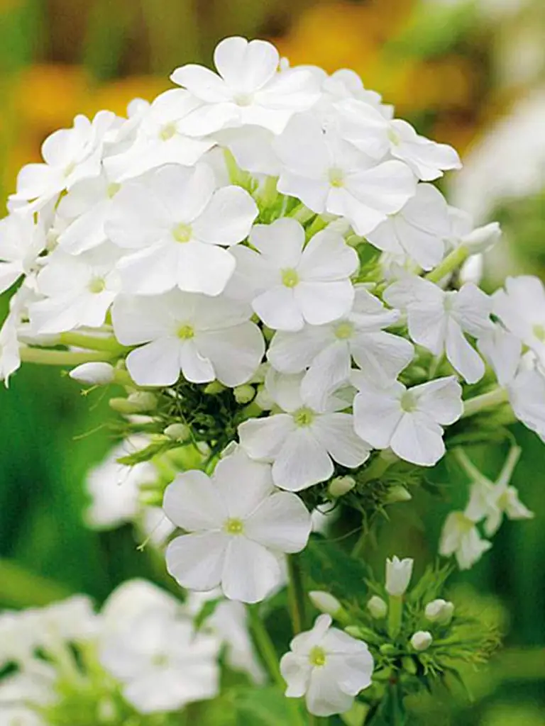 Флокс рембрандт
