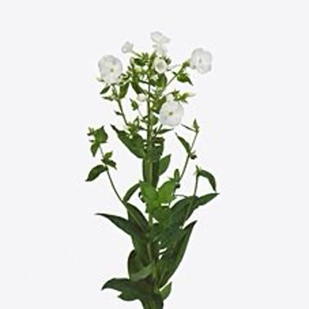 Флокс снови