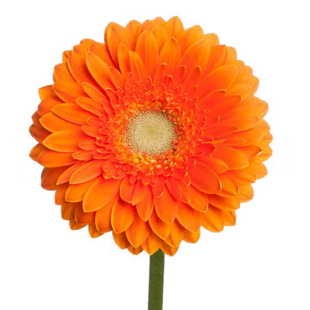 Гербера Мини куби