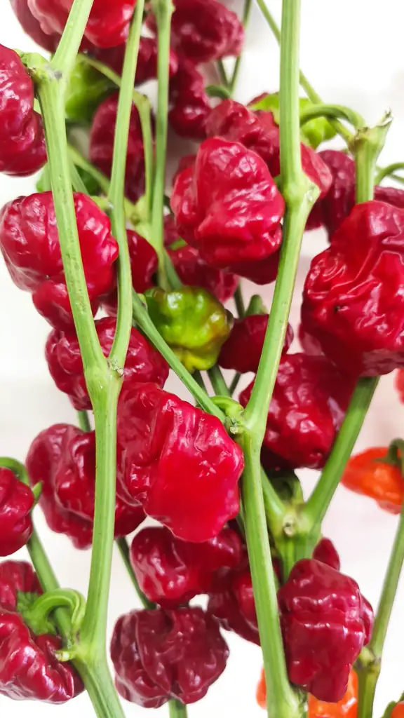 Капсикум лантерн