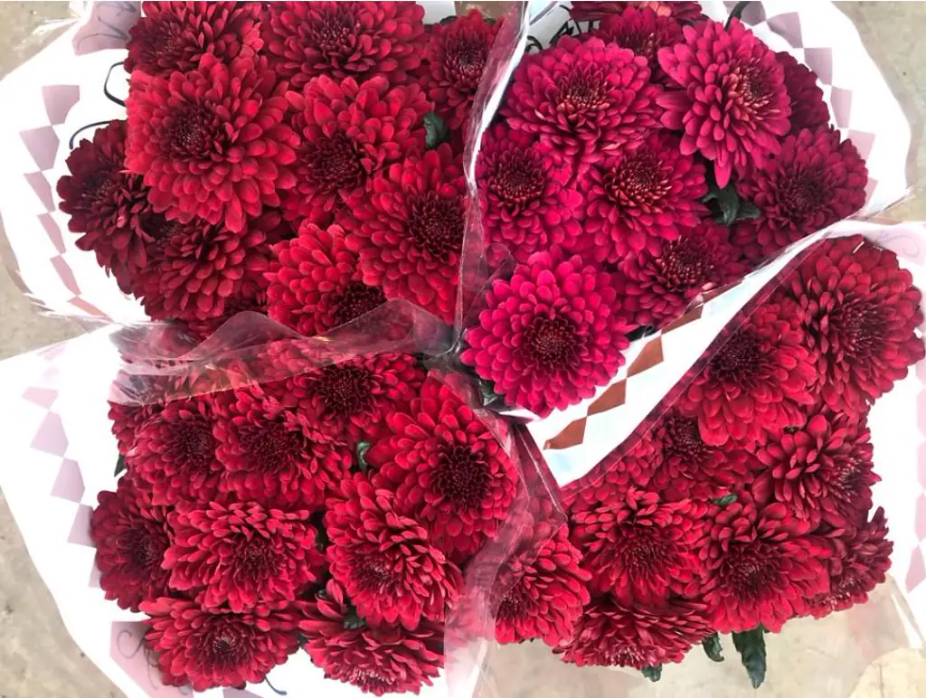 Хризантема ламира ред
