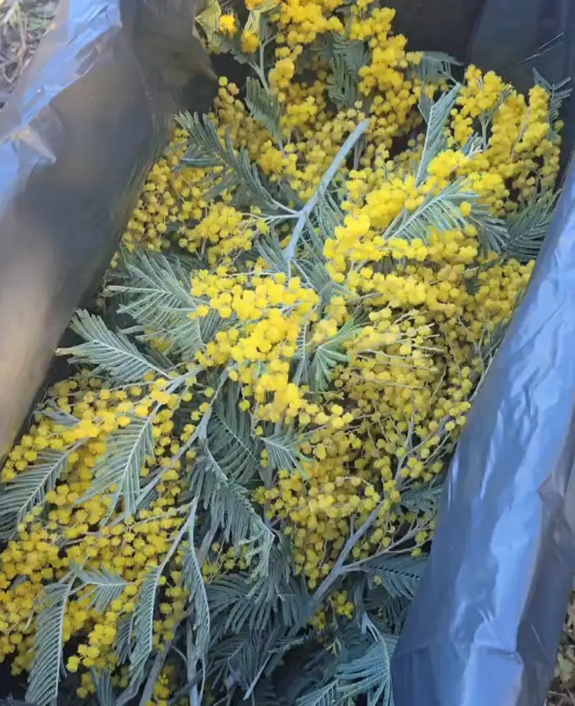 Мимоза хамбуриана