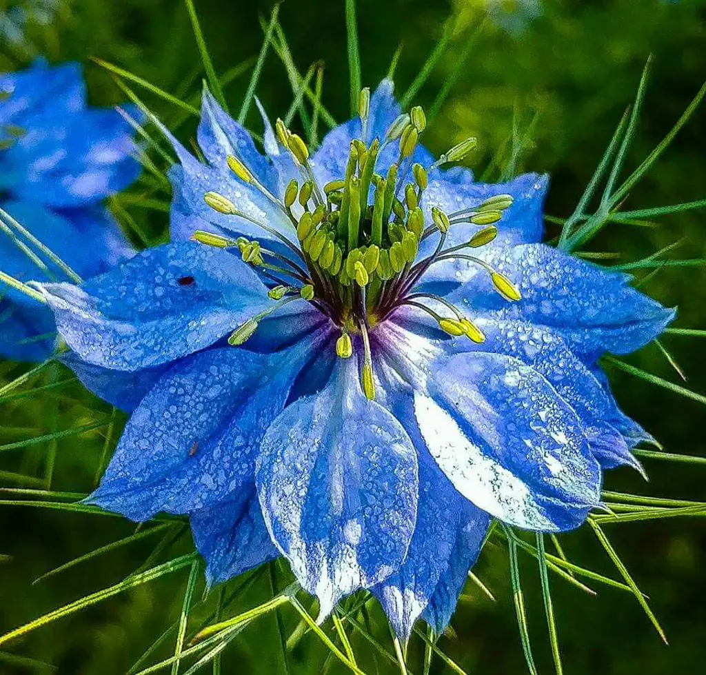 Нигелла дамасцена синяя