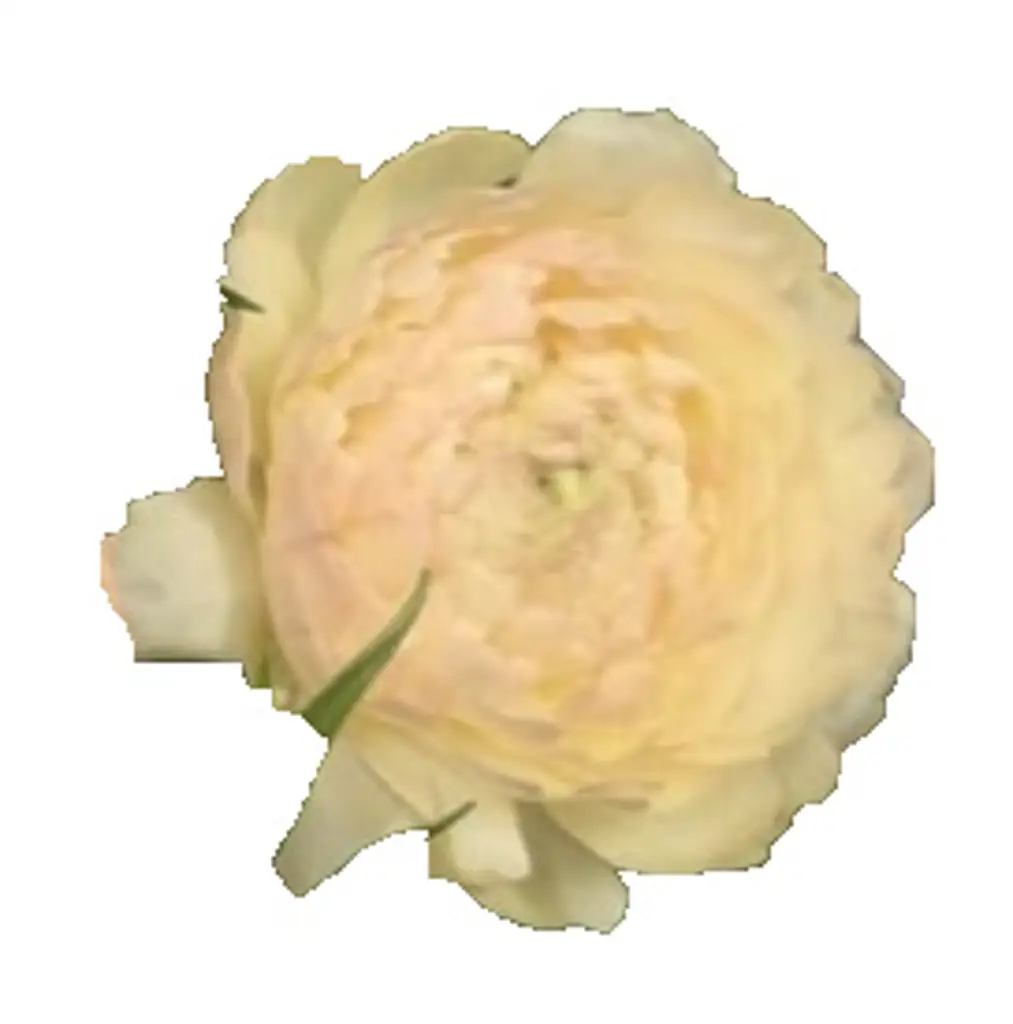 Ранункулус модерна дюн