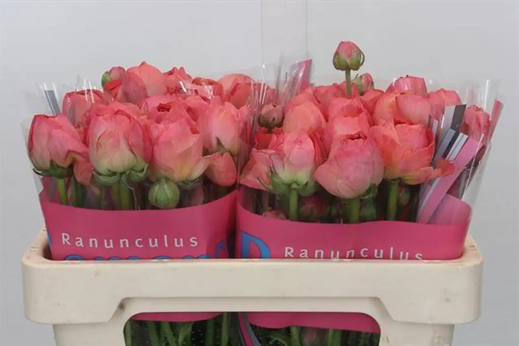 Ранункулус романс бузет