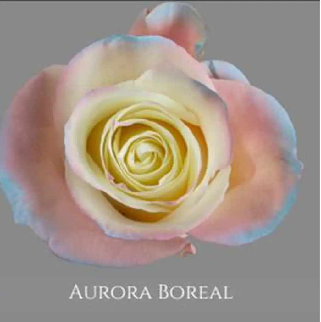 Роза аврора бореаль