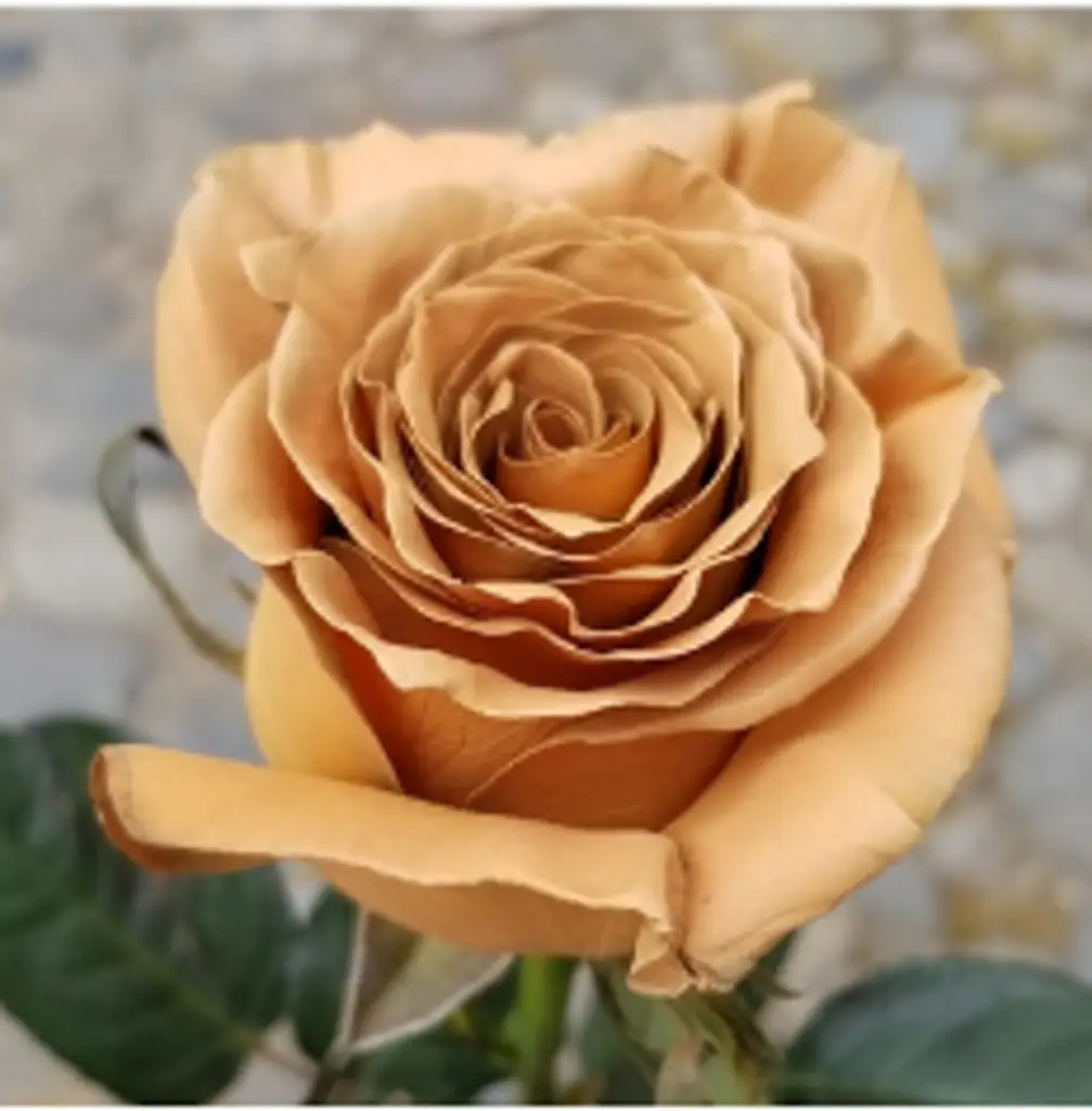 Роза какао