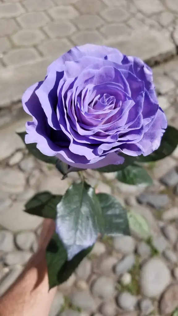 Роза крашенная виолетта
