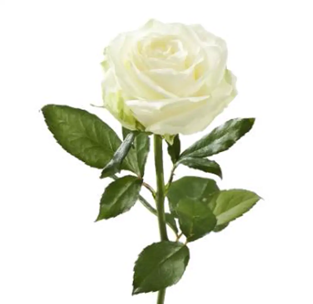 Роза аваланч