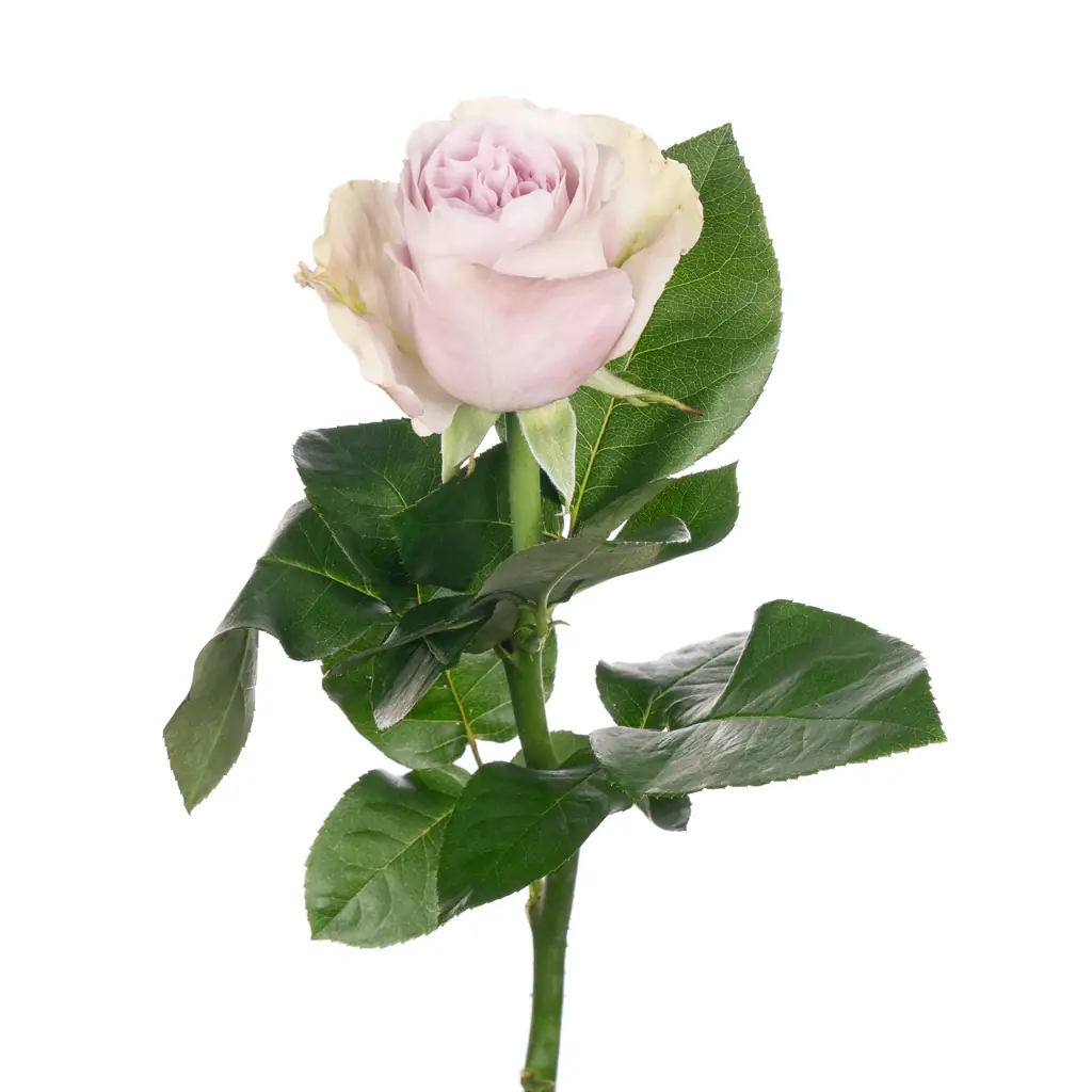 Роза вилла лавиния