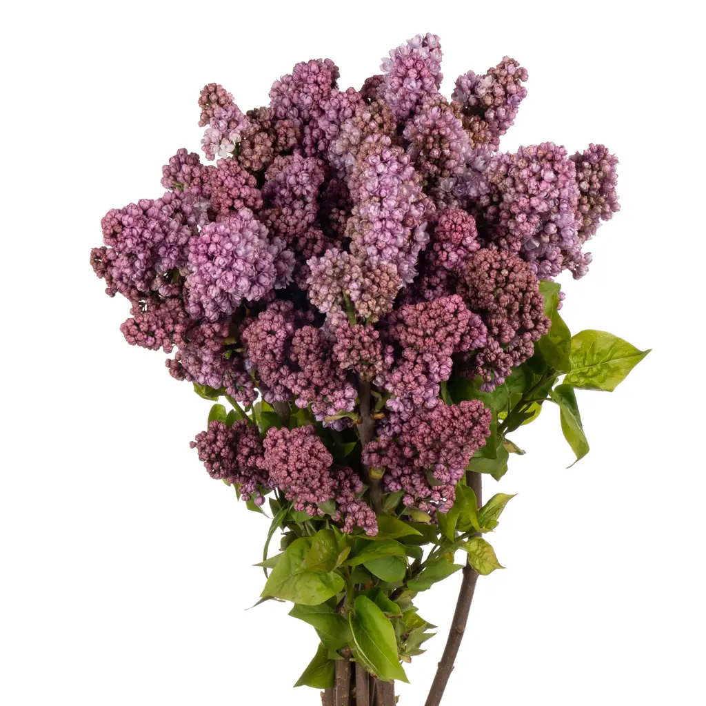 Сирингия розовая