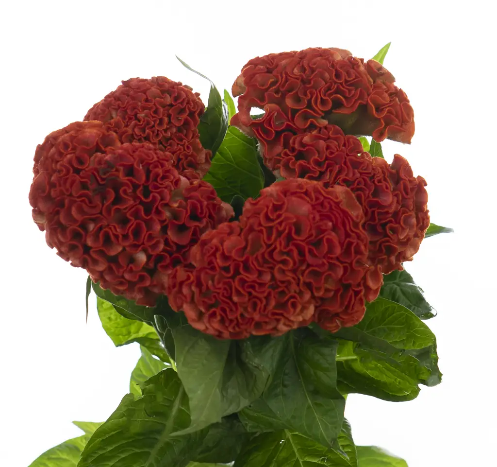Целозия оранжевая