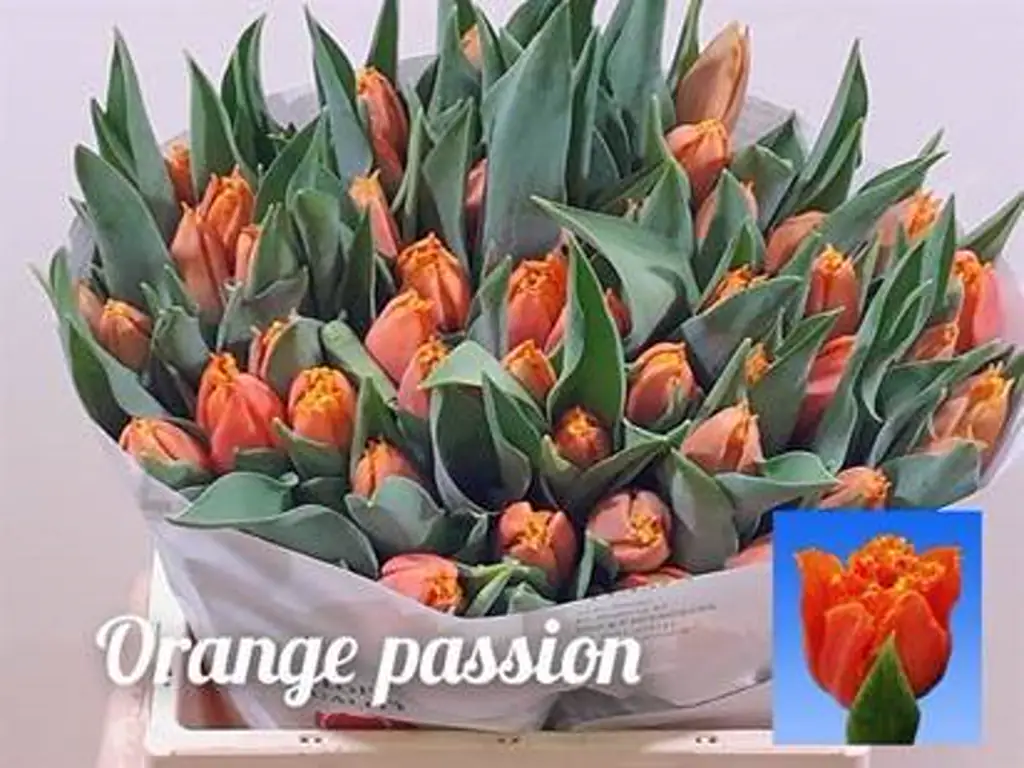 Тюльпан бахромчатый оранж пешн