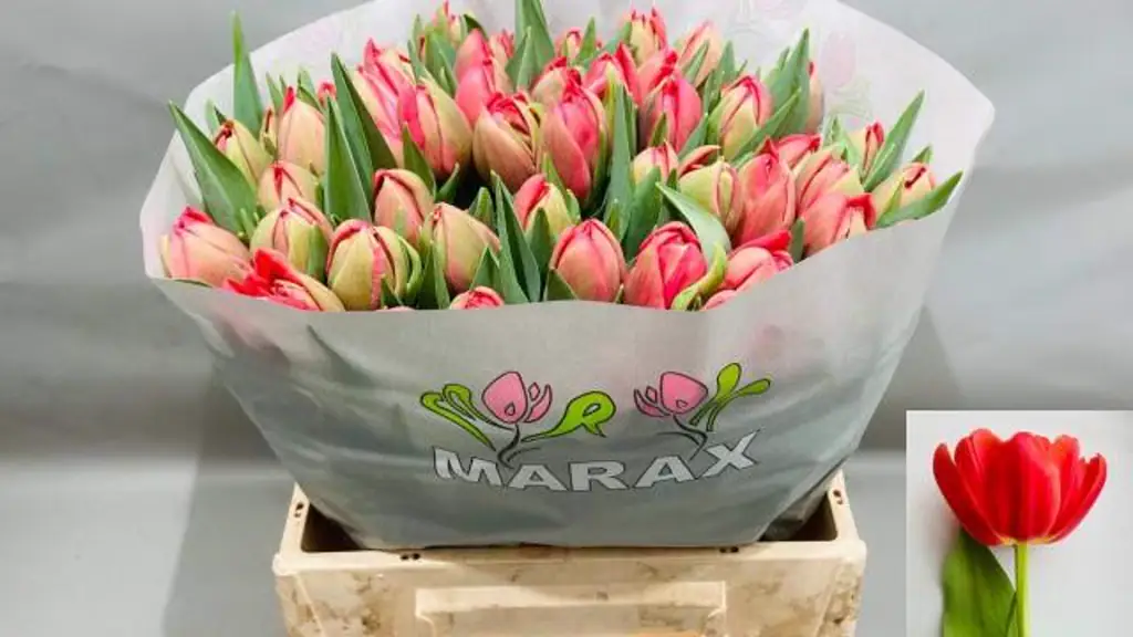 Тюльпан Махровый азиан бьюти
