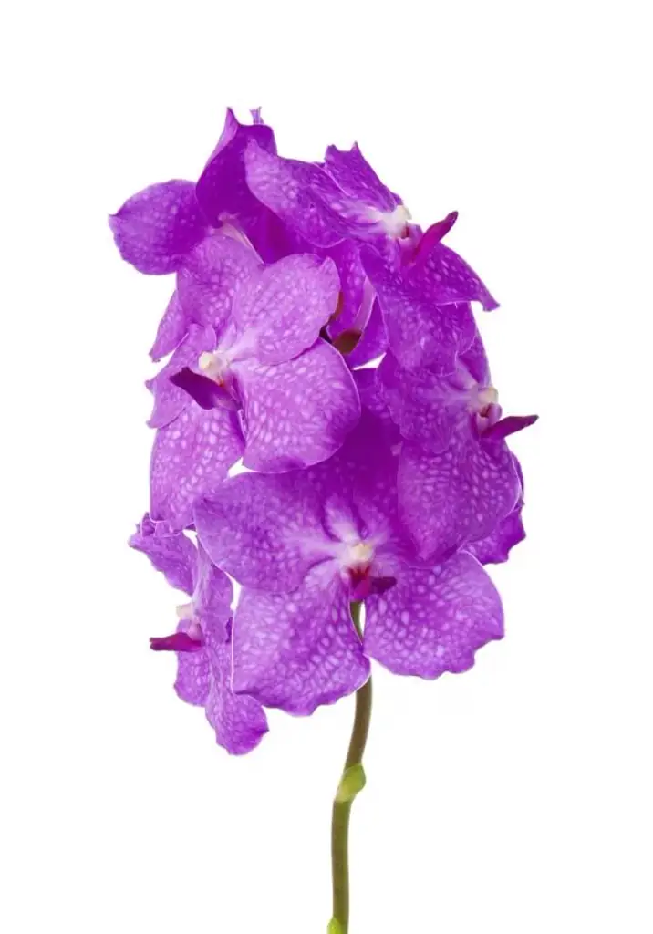 Ванда кэнди пинк